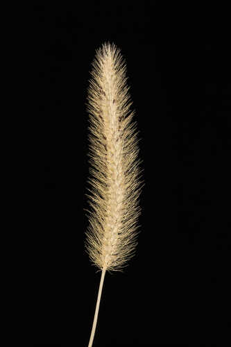 Setaria verticilliformis #2